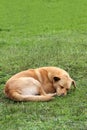 Stray dog Ã¢â¬â¹Ã¢â¬â¹asleep in the grass with cold and hunger as a social problem due to abandonment, fleas and rabies Royalty Free Stock Photo